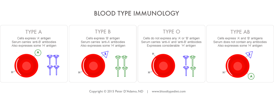 Blood Type Immunology